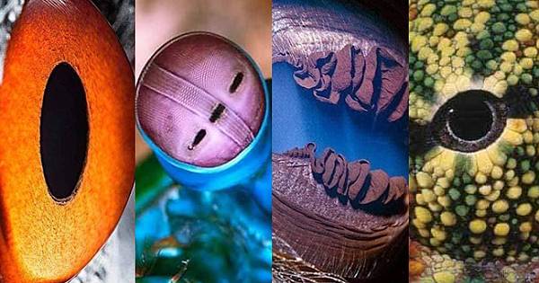 En ilginç hayvan gözleri