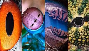 En ilginç hayvan gözleri