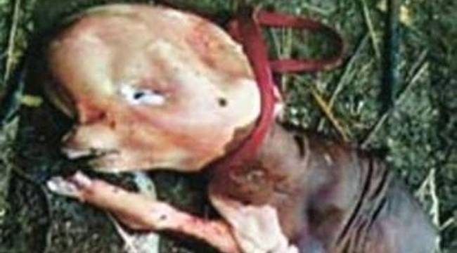 İNSAN BAŞLI BUZAĞI HAYRETE DÜŞÜRDÜ