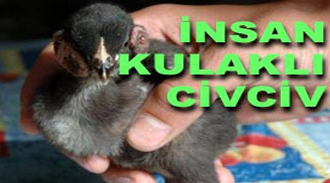 İNSAN KULAKLI CİVCİV GÖRENLERİ ŞAŞIRTIYOR