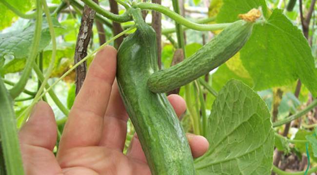 İŞTE BU DA LAZ SALATALIĞI