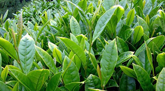 2001'DEN 2011'E ÇAY FİYATINDA NE DEĞİŞTİ?