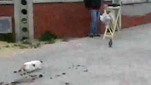 KEDİNİN YIKILDIĞI AN!