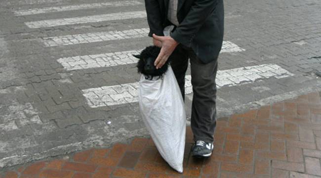 KUZU ÇUVALA GİRER Mİ?