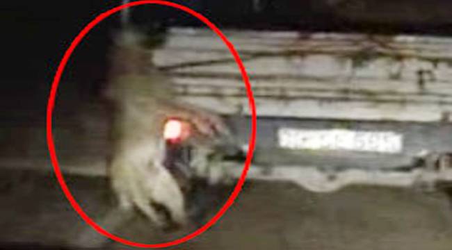 ÇOBAN KÖPEĞİ FECİ ŞEKİLDE CAN VERDİ / VİDEO