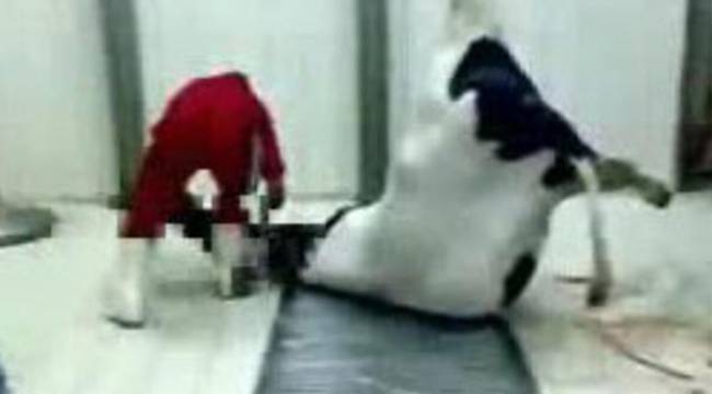 HAMİLE İNEK VE YAVRUSUNU VAHŞİCE KESTİLER