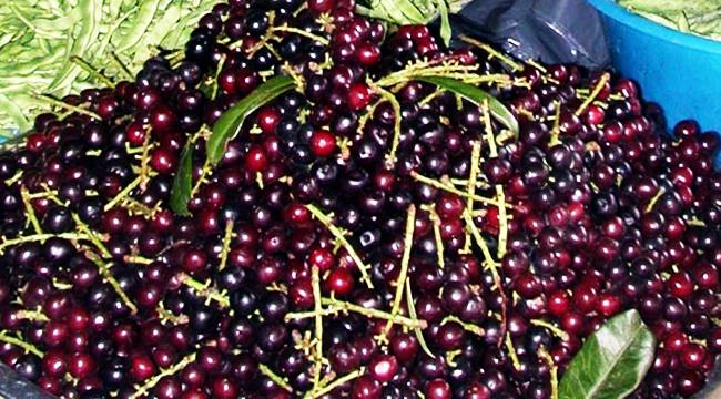 KARAYEMİŞ BİNBİR DERDE DEVA