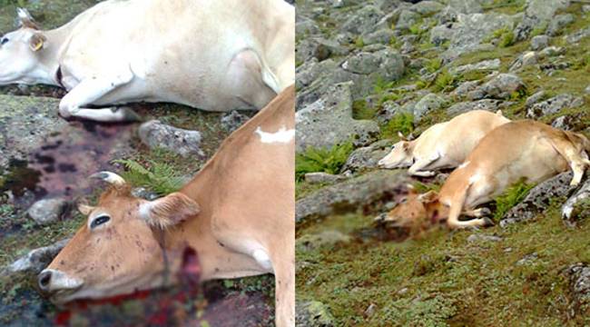 RİZE'DE İNEKLERİN ÜZERİNE YILDIRIM DÜŞTÜ