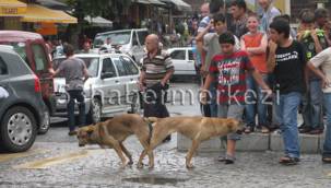 RİZE'DE TRAFİĞİ ALTÜST EDEN DURUM!
