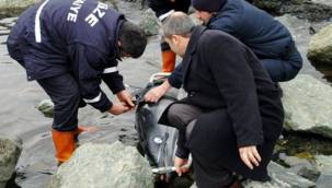 RİZE SAHİLİNDE ÖLÜ YUNUS BALIĞI BULUNDU