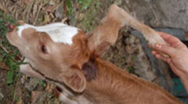 TRABZON'DA 5 BACAKLI BUZAĞI DÜNYAYA GELDİ