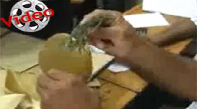 RİZE'DE OY ZARFINDAN OT ÇIKTI / VİDEO