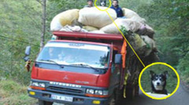 ÇAYELİ'NDE KÖPEĞİN KAMYON SEFASI