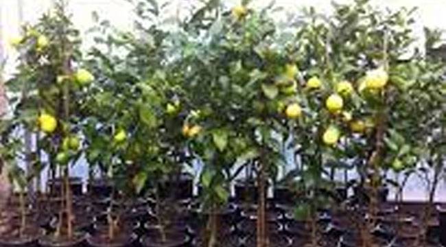 İSLAMPAŞA: 'RİZE'DE FİDANCILIĞIN MERKEZİ'