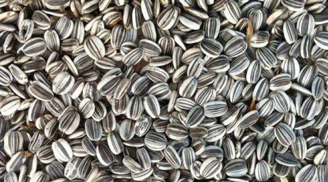 SAHADA İLGİNÇ 'ÇEKİRDEK YEMEYİN' UYARISI