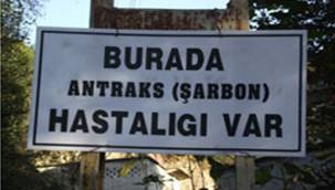 TOPKAYA KÖYÜ'NDE ŞARBON KARANTİNASI