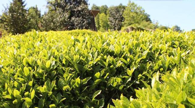 2022 yılı yaş çay taban fiyatı belli oldu