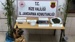 Çayeli'nde uyuşturucu satıcısına operasyon