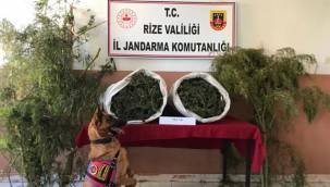 Rize'de 12 kilo uyuşturucu yakalandı