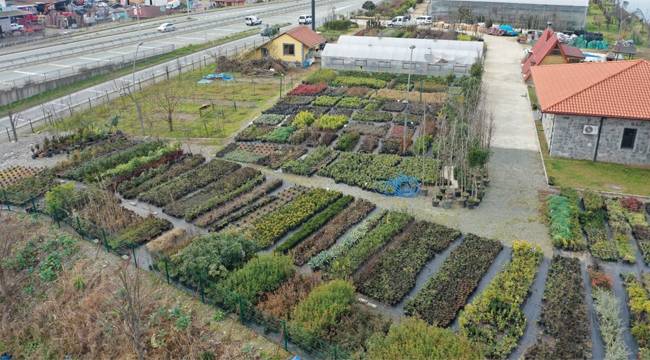 Rize Belediyesi 300 çeşit bitki türü üretiyor