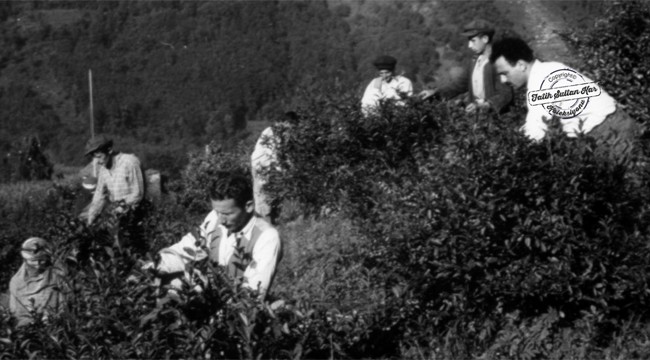 Rize Çayının tarihinden kesitler