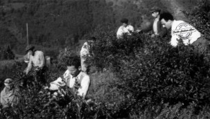 Rize Çayının tarihinden kesitler