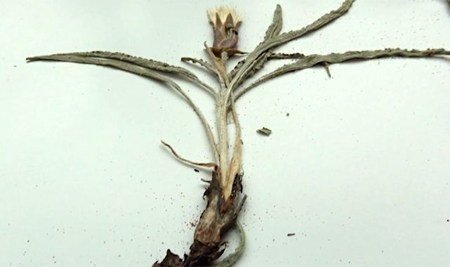 RTEÜ tarafından yeni bir bitki türü keşfedildi