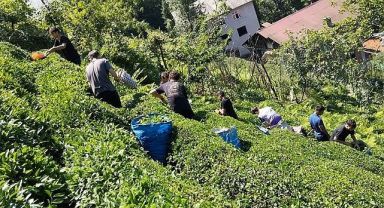 Türkiye Şampiyonası masraflarını çay toplayarak çıkardılar